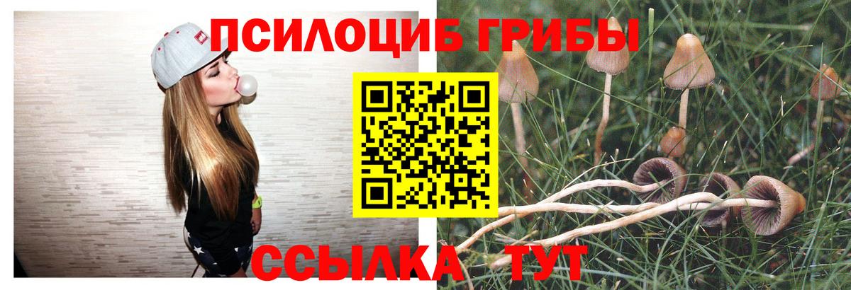 купить   Псилоцибиновые грибы Magic Shrooms  Вход с VPN  Сокол 